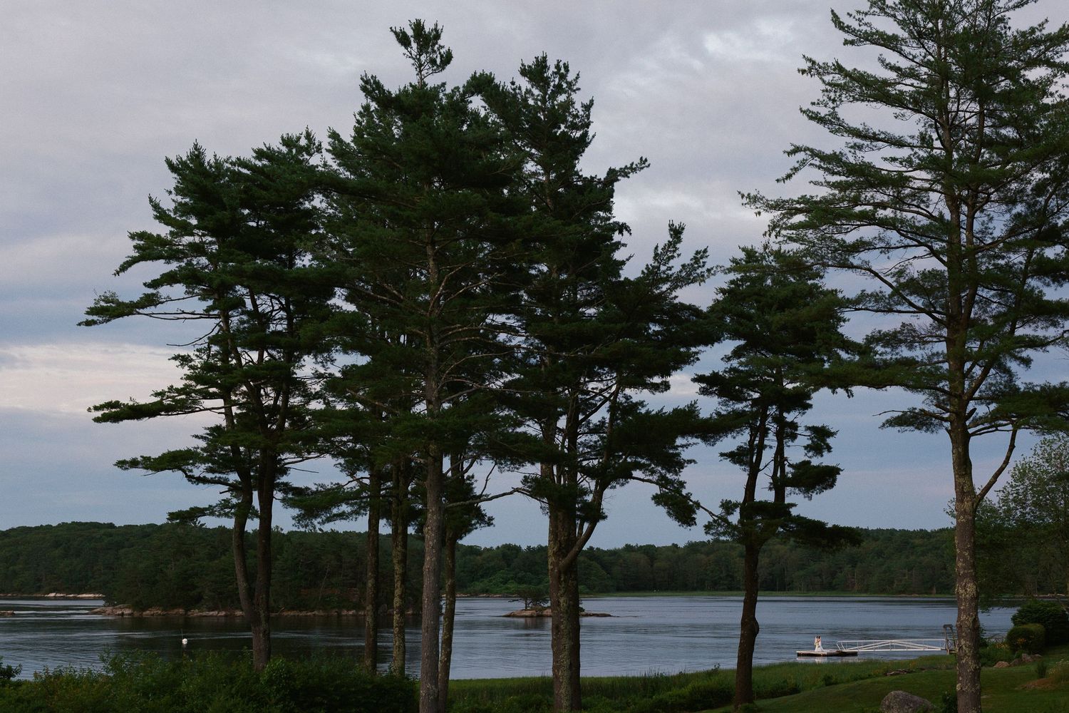 Tall pine trees silhouetted against a cloudy sky overlooking a calm coastal bay in New England.