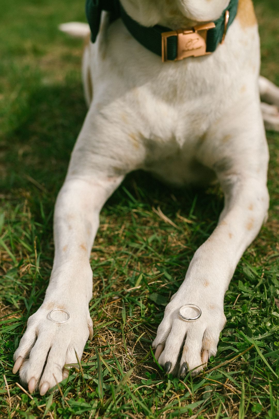 Close-up series of white dog paws resting on green grass showing wedding rings.