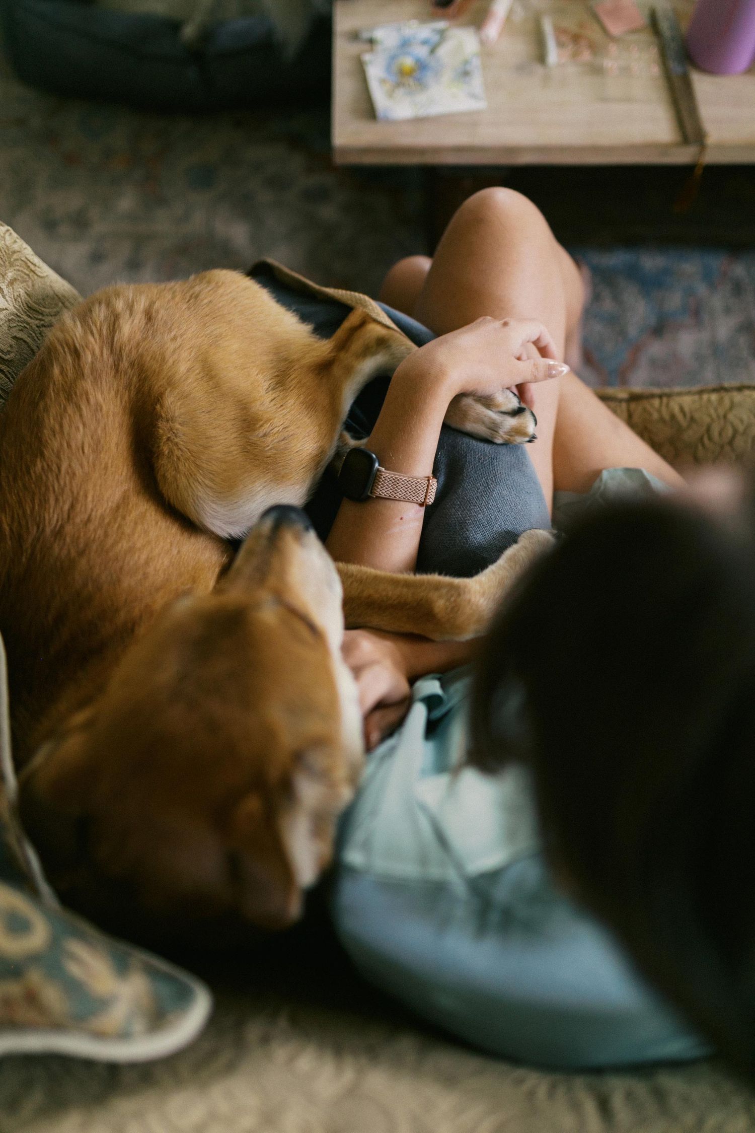 A golden brown dog rests next to a bridesmaid on a couch.