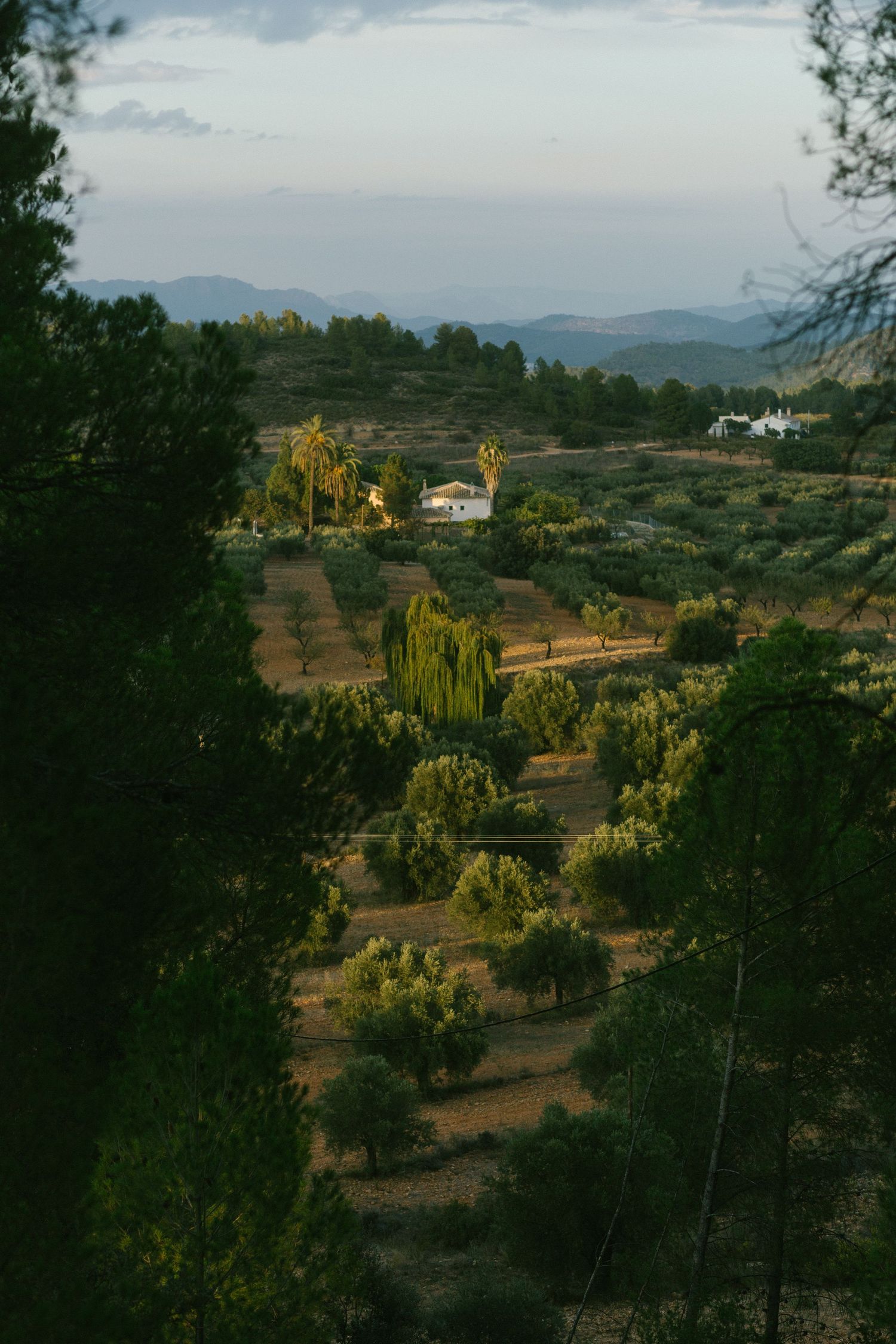 A scenic hillside landscape with terraced fields, weeping willows, and white houses nestled among green trees in the distance.