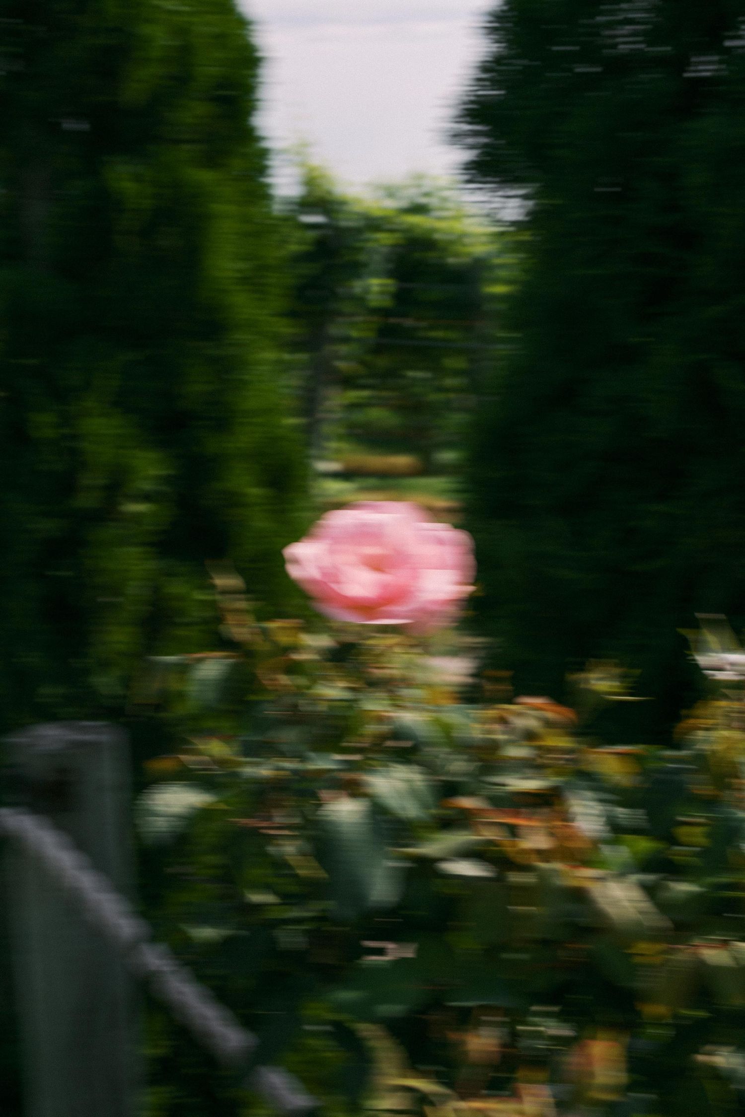 A pink rose bloom stands out against a dark green garden background with blurred foliage.