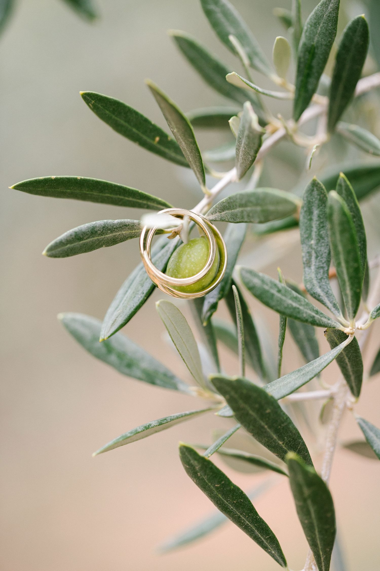 Gold wedding rings resting on olive branch with green olive fruit.