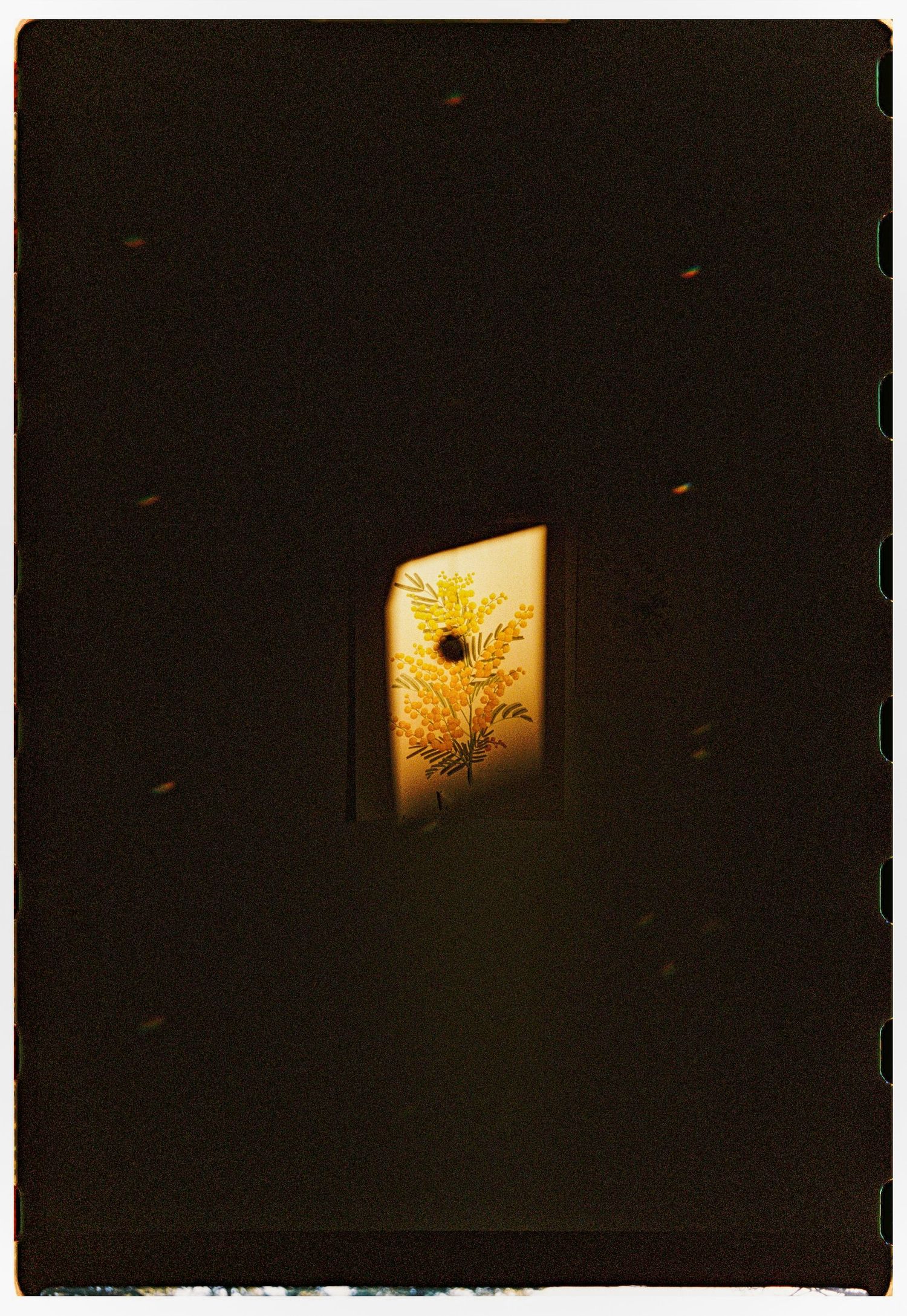 A glowing window illuminates a golden plant arrangement against a dark wall in a moody, dimly lit room.
