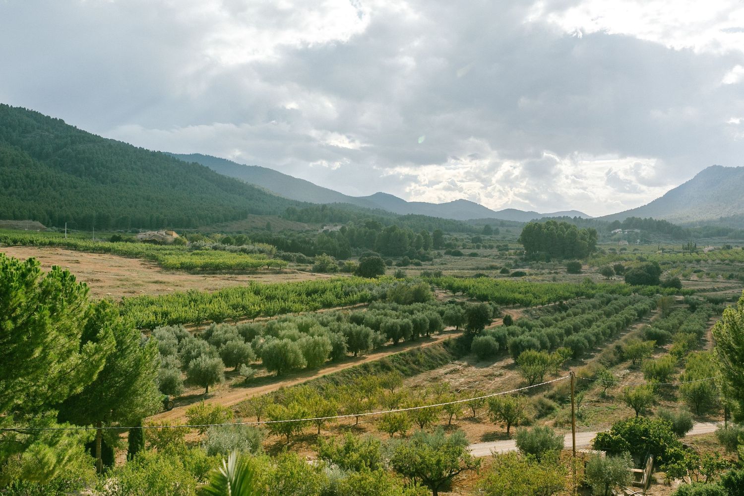 Rolling hills dotted with olive groves stretch across a Mediterranean countryside under cloudy skies.