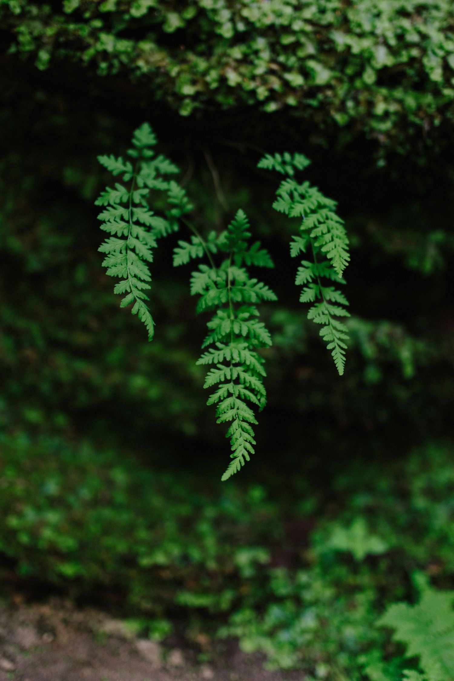 Close-up of vibrant green fern leaves with delicate fronds against a lush dark forest background.