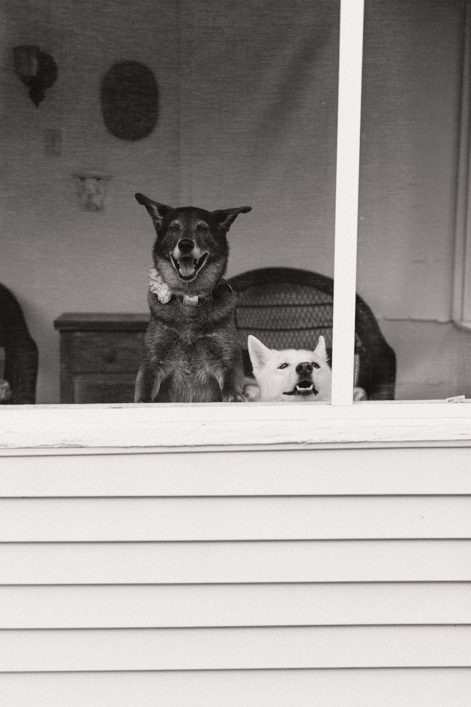 Two dogs peer through a window, a smiling dark-colored dog and a white dog, creating a humorous contrast.