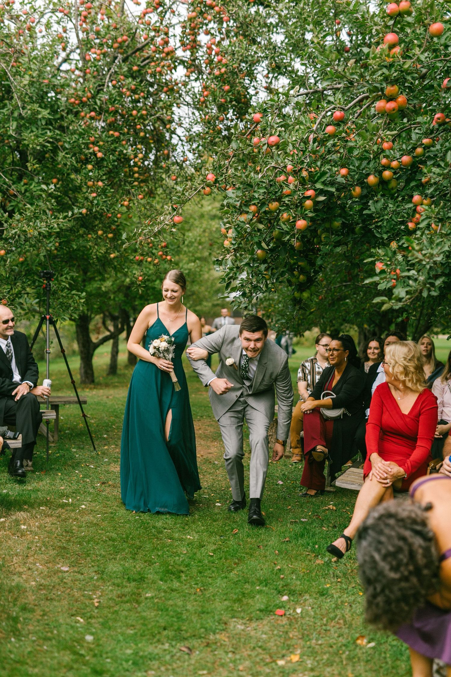 Wedding party members laugh and celebrate in an apple orchard with green trees and red apples above them during autumn.