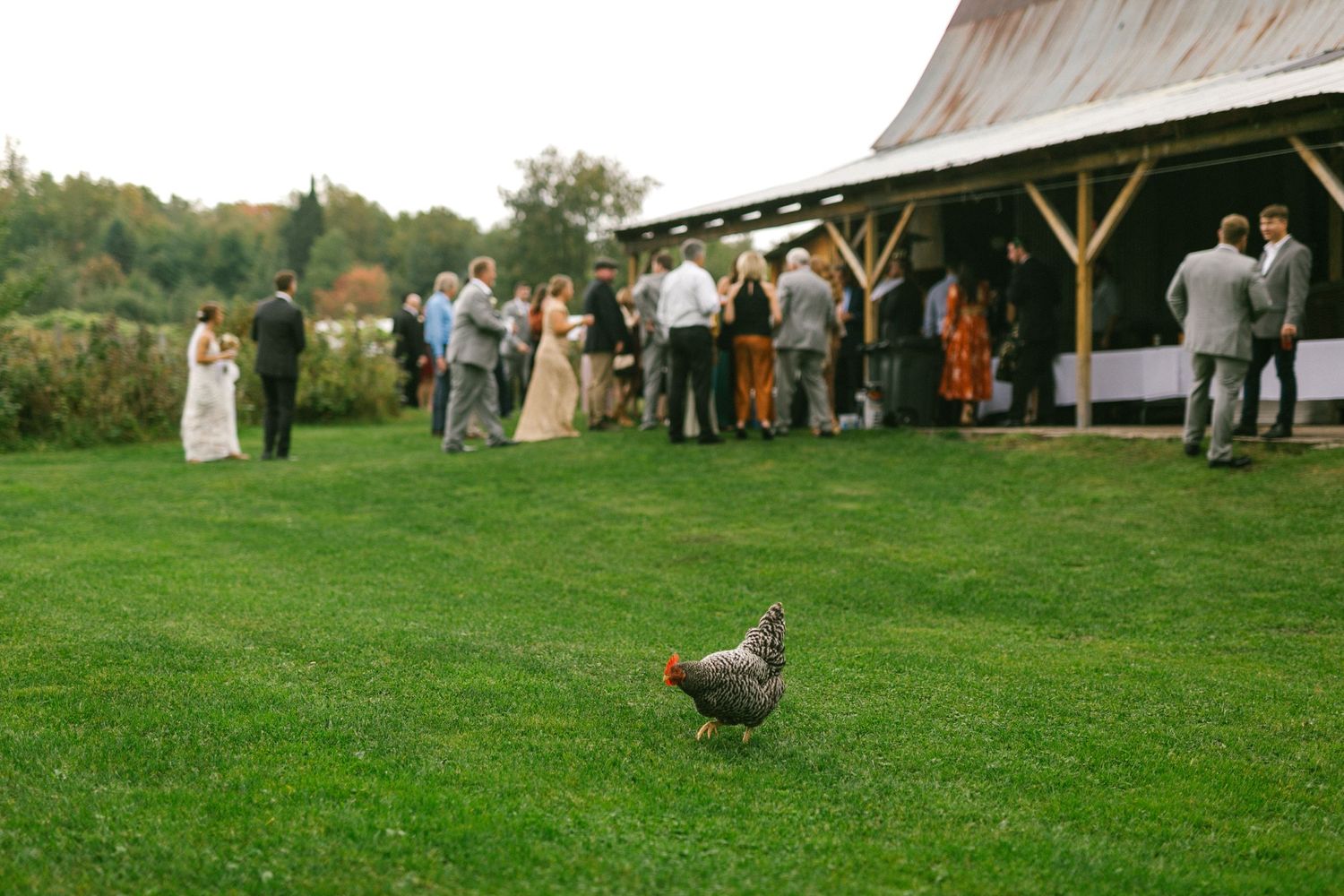 A rustic barn wedding reception with guests mingling outdoors while a chicken roams the green lawn.