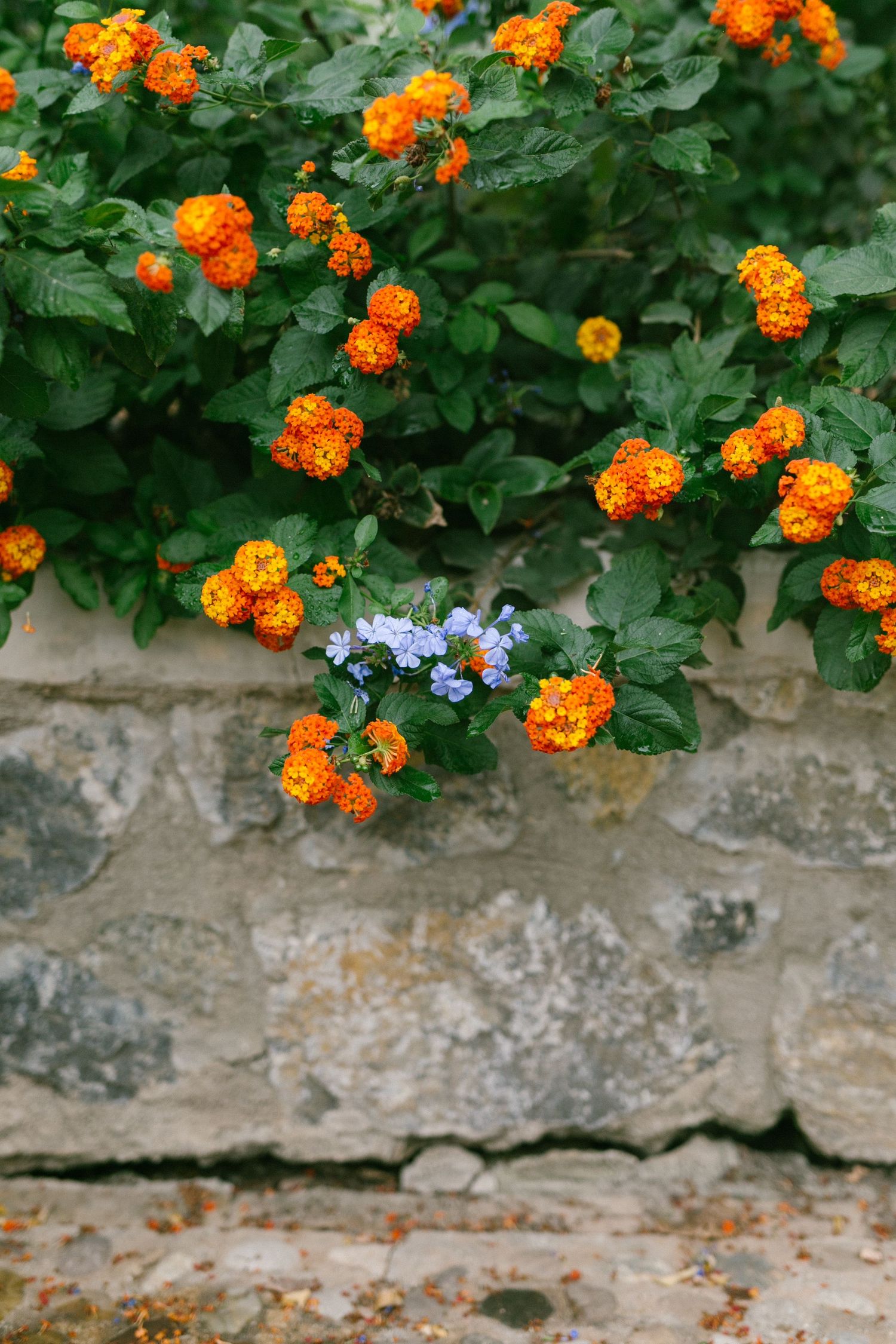 Vibrant orange lantana 'bandera' flowers and small purple blooms growing against a weathered stone wall in a garden setting in Spain.