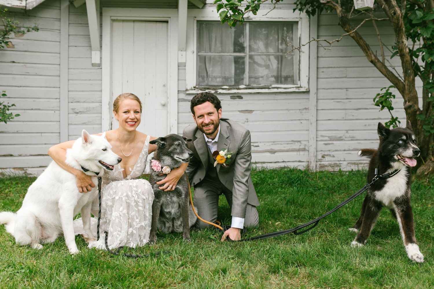 A couple in wedding attire sits on grass with three happy dogs outside a white house with lace curtains.
