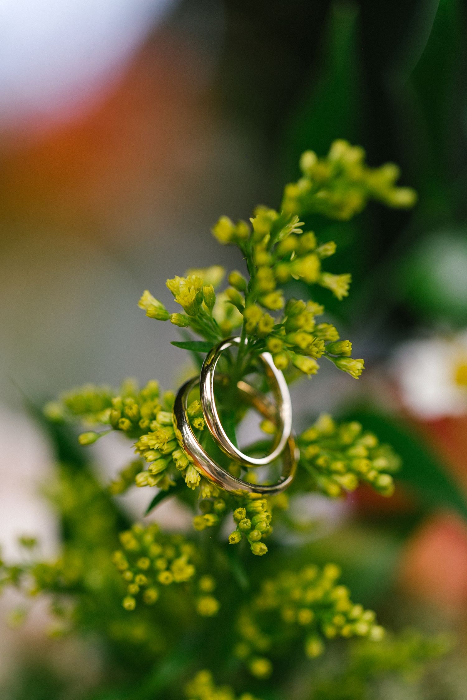 Wedding rings artistically photographed on yellow flowers with shallow depth of field.