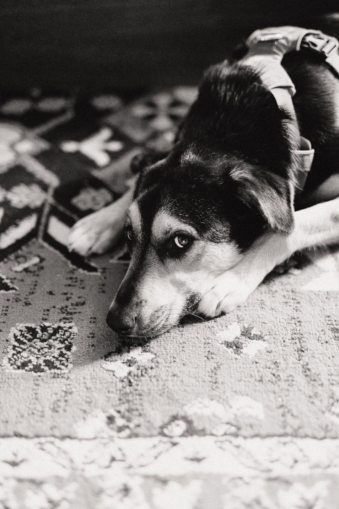 Black and white series of a small dog lying on a patterned rug looking at the camera.