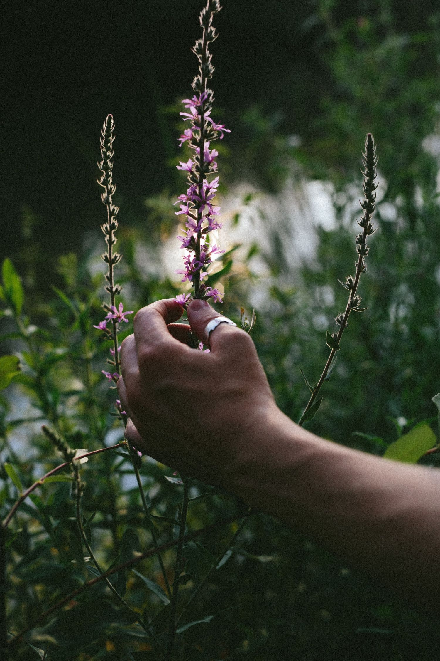 Hand reaching out to touch purple flowering plant stalks in natural setting.