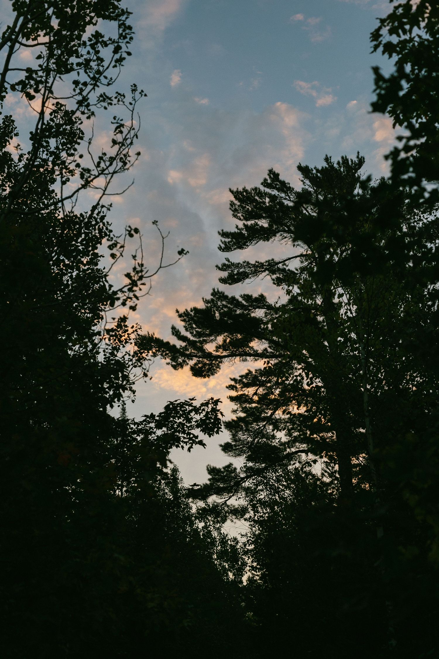 Silhouetted pine trees frame a dusky sky with soft pink clouds at sunset.