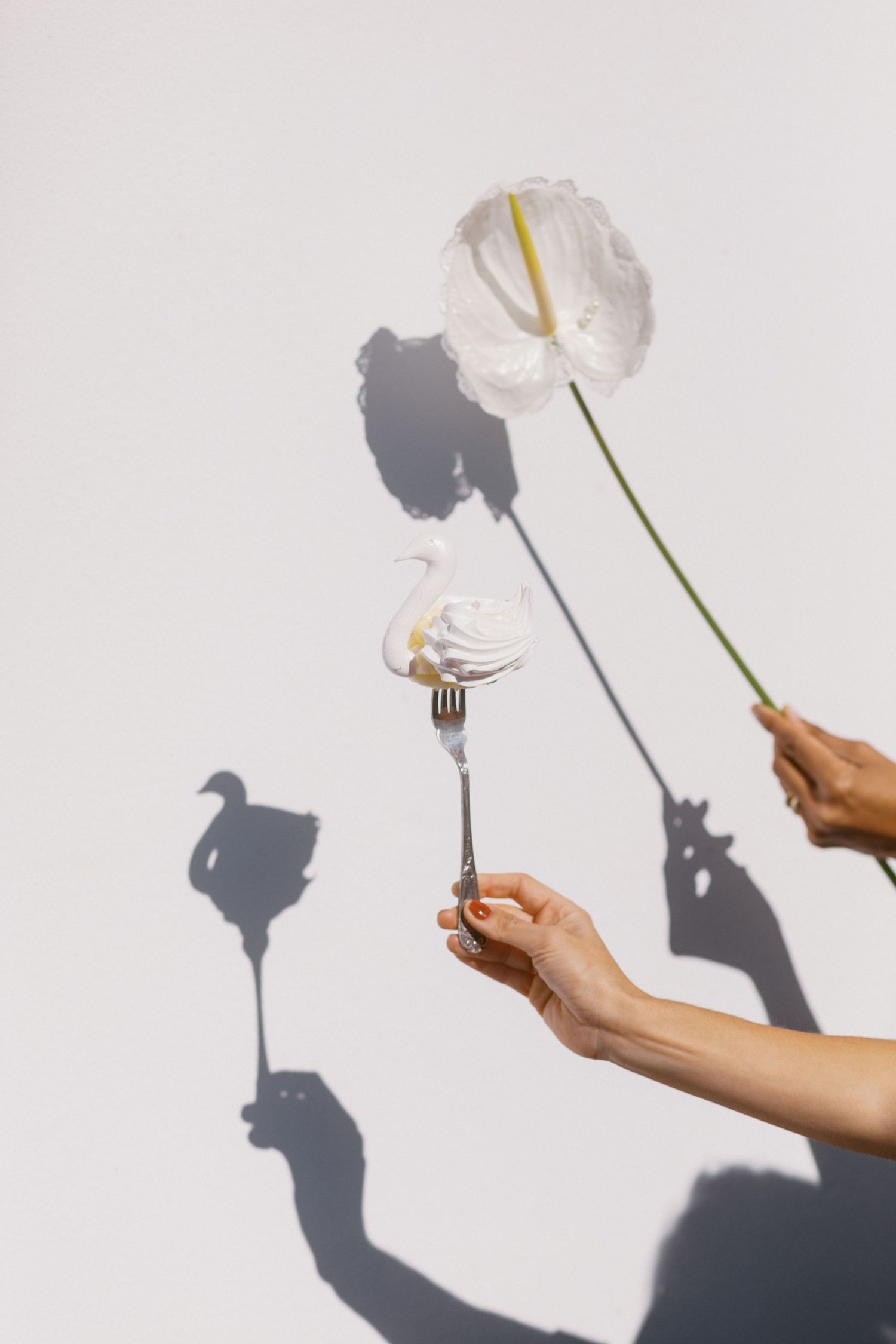 Hands holding a white anthurium flower and a fork with meringue against a white wall with dramatic shadows.