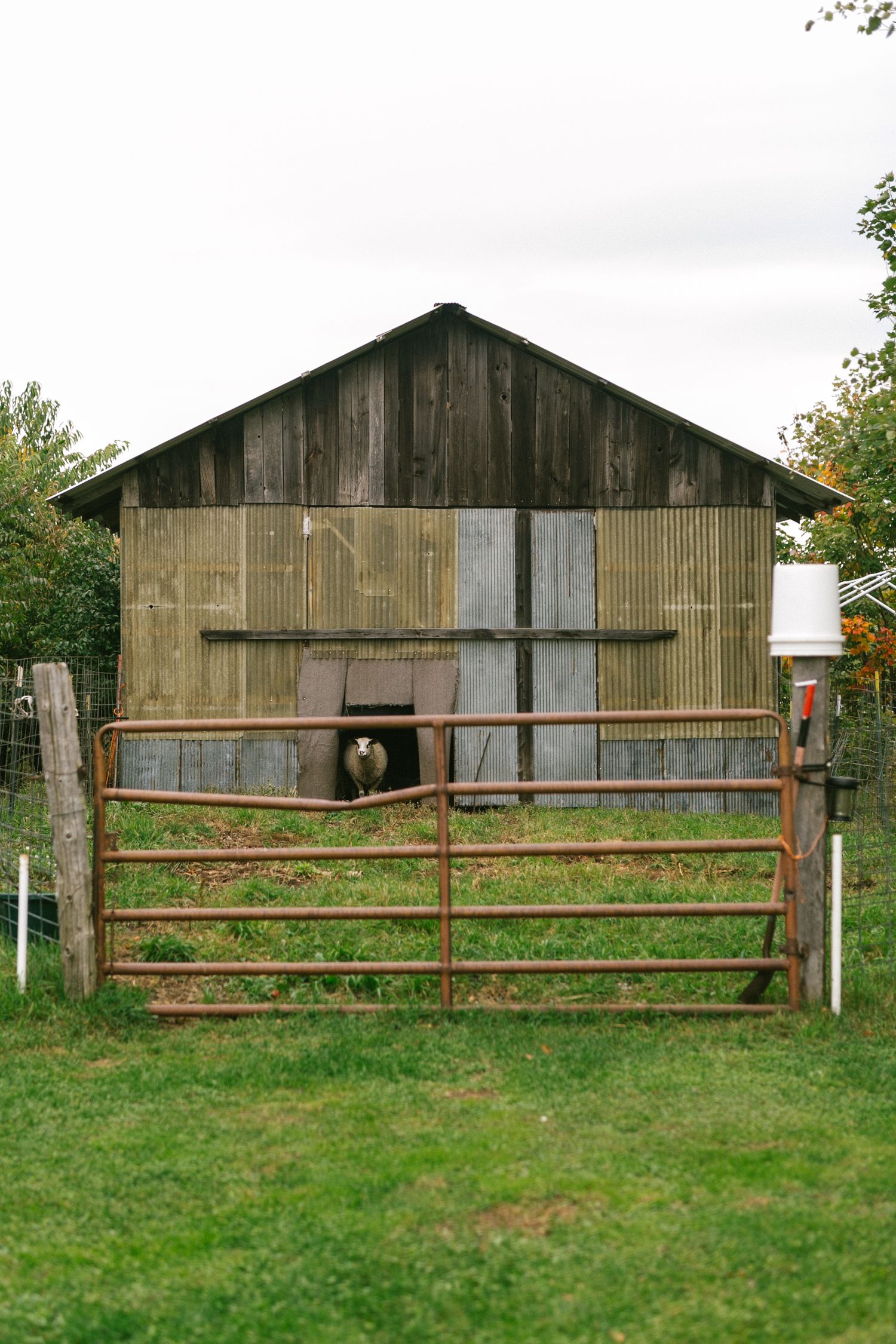 An old wooden barn with weathered siding and a metal gate, where a sheep peeks out from a small opening.
