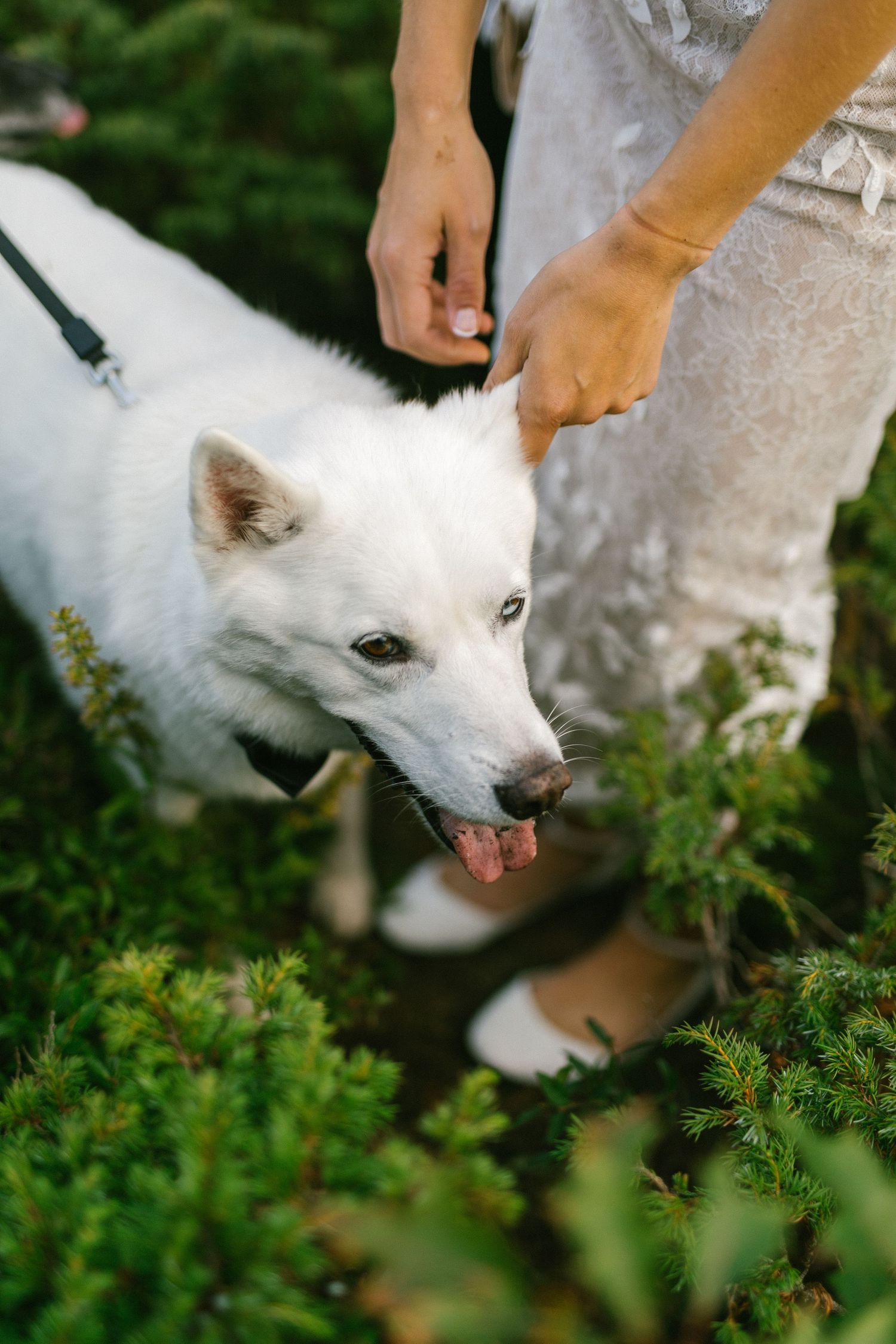 A white fluffy dog on a leash explores bushes outdoors while being guided by their owner's hand.