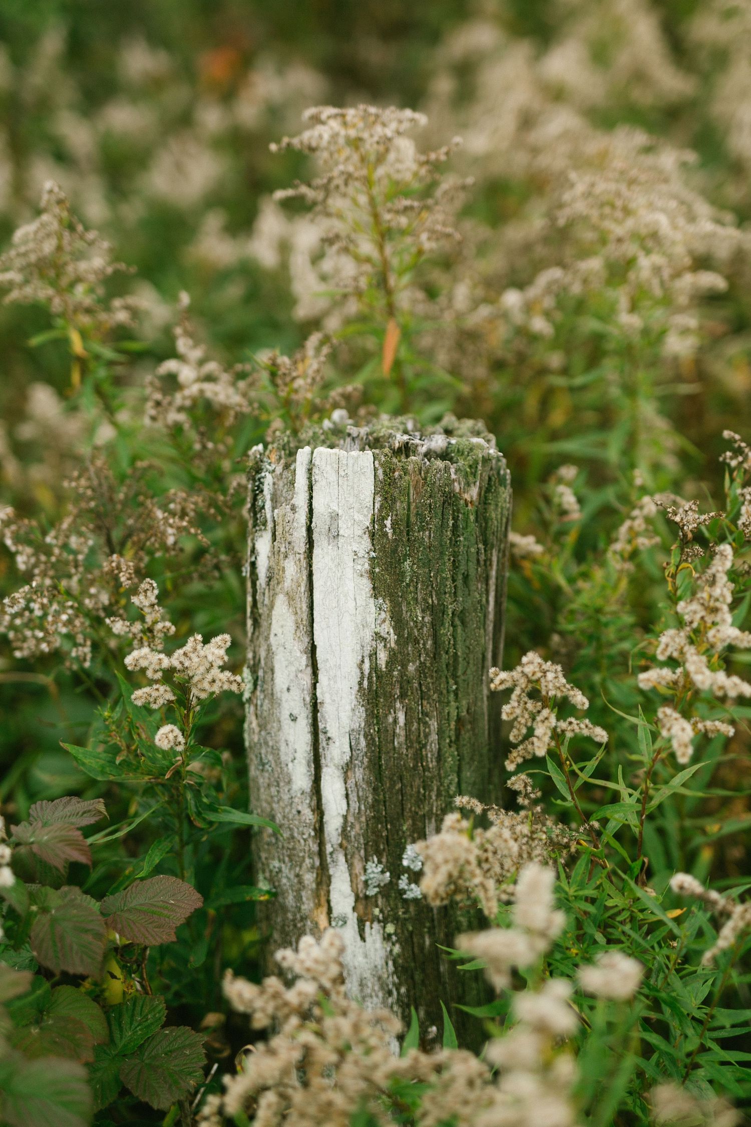 A weathered wooden fence post stands among delicate white wildflowers and green foliage in a natural garden setting.