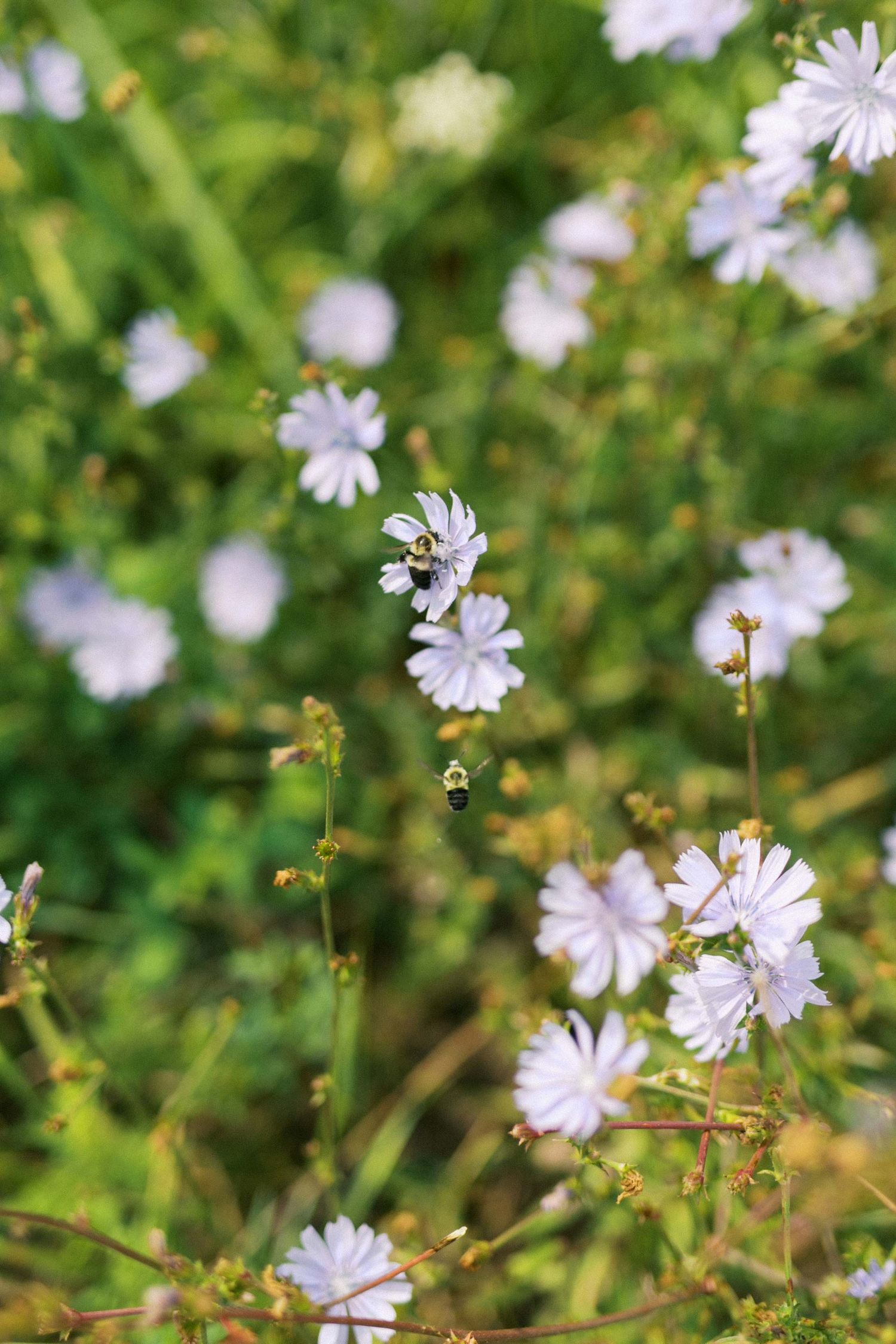 Delicate white chicory flowers bloom against a soft green natural background in a meadow setting.