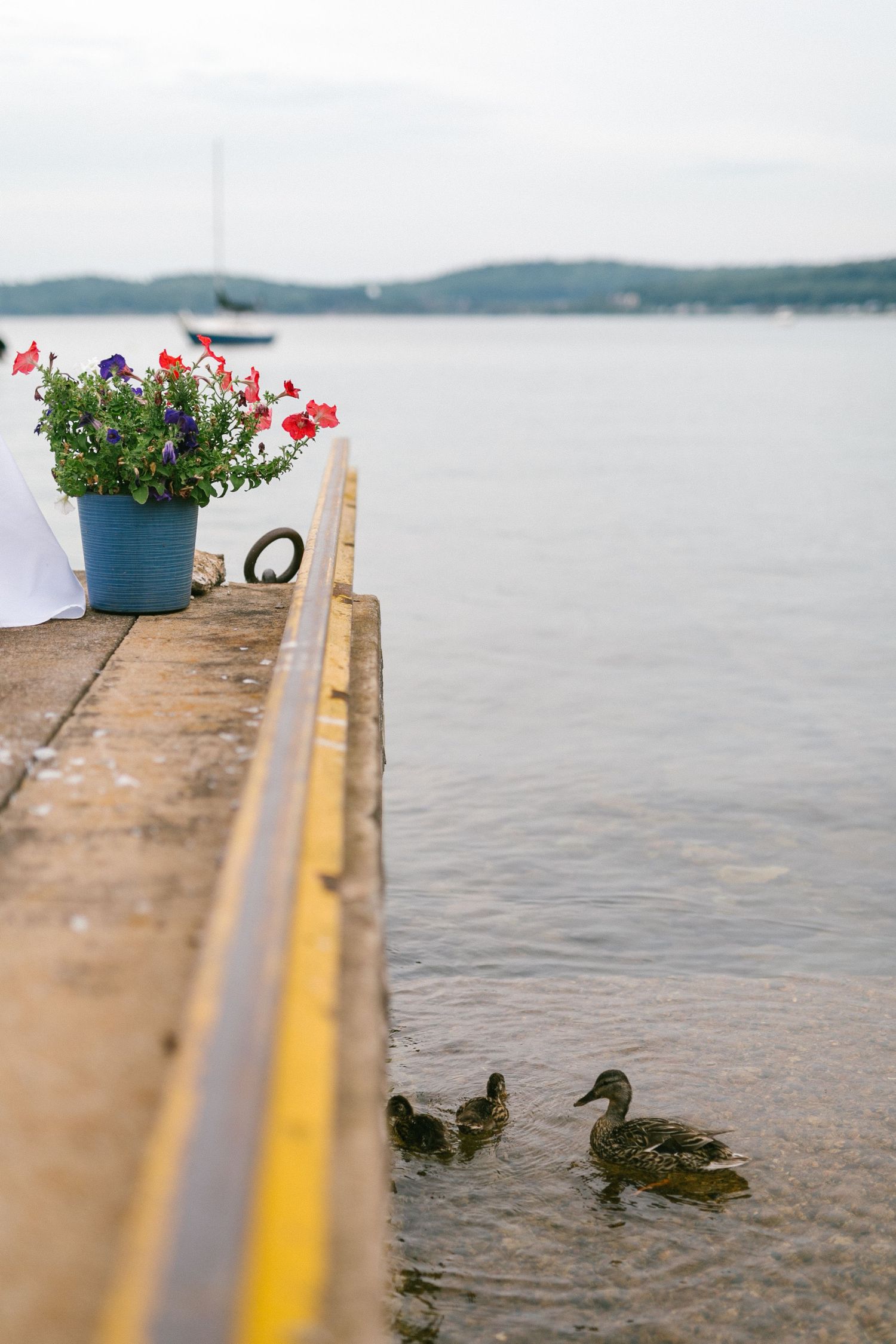 A blue potted flower arrangement sits on a dock railing overlooking ducks swimming in a lake.
