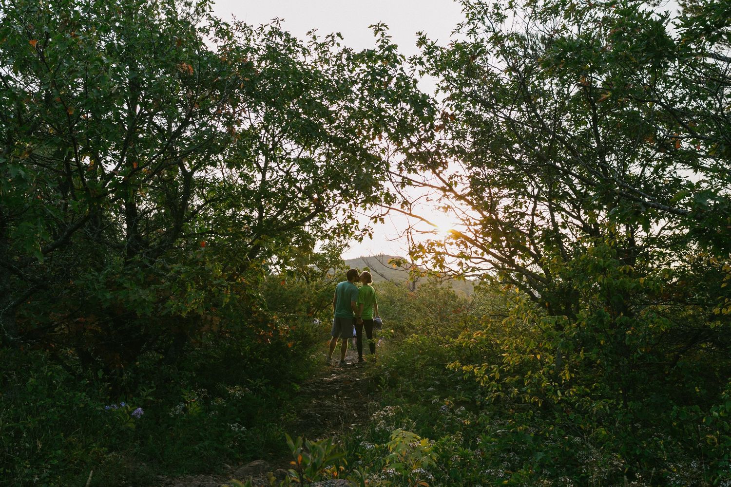 A sunset view through forest trees shows a hiking trail observation platform silhouetted against the golden sky.