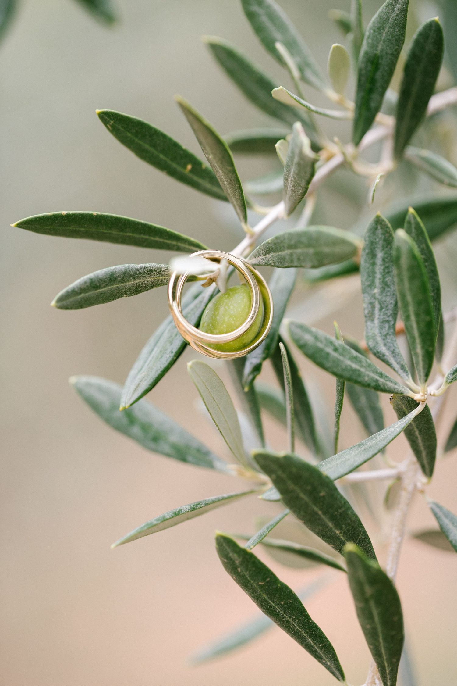 Two gold wedding rings hanging on an olive branch with green leaves in soft natural light.