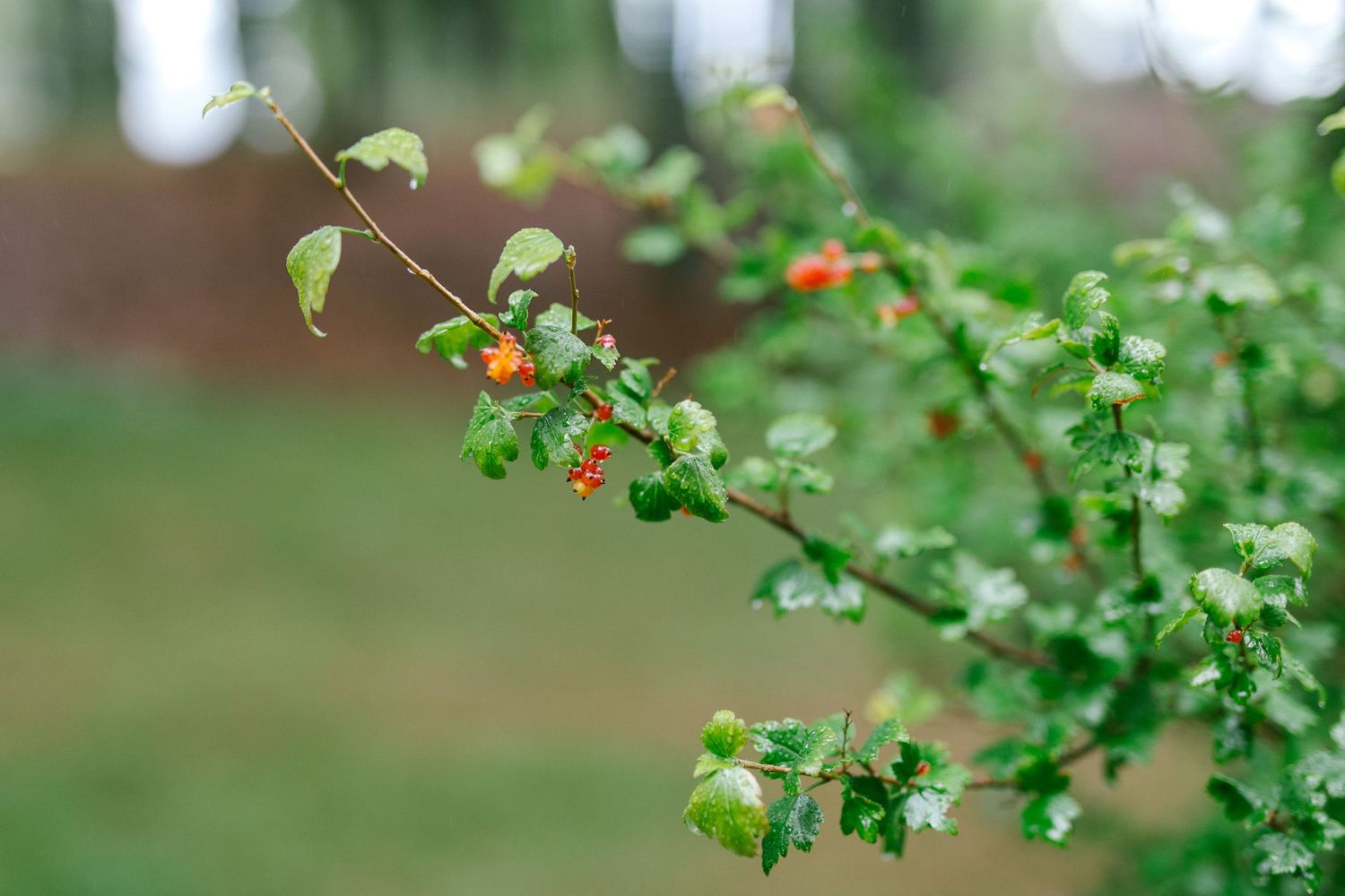 Fresh green leaves and small red berries grow on delicate branches in a garden setting.