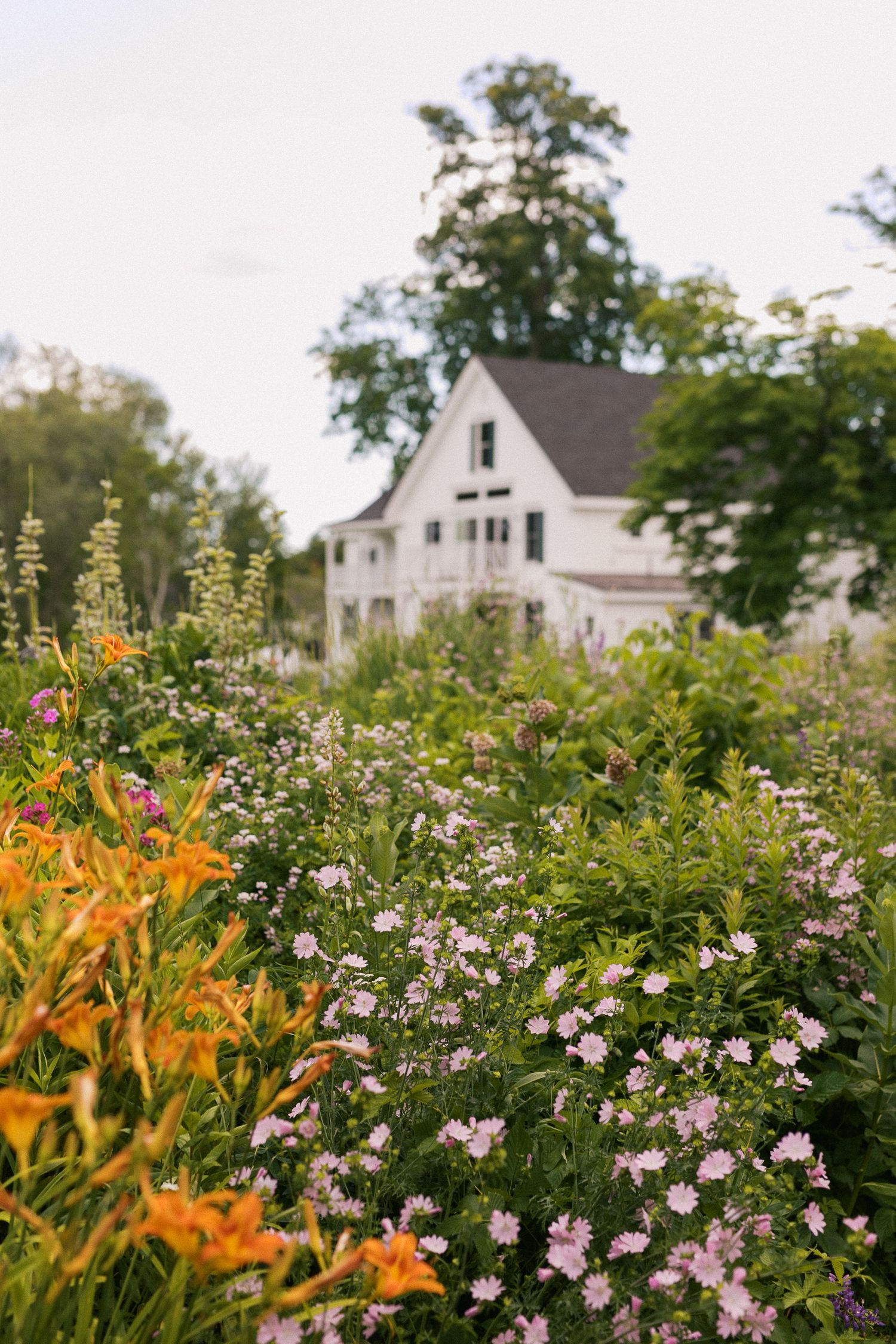 A lush cottage garden with pink wildflowers and orange lilies in front of a white farmhouse surrounded by trees.