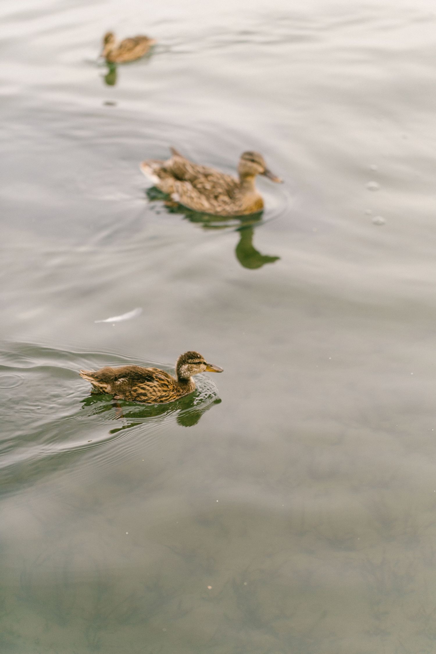 Three brown ducks swim peacefully in rippling water on a calm day.