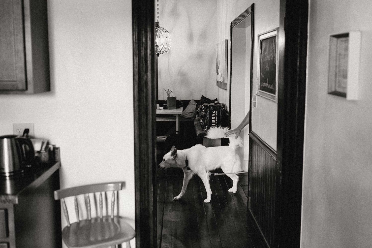 A dog walks through the wedding getting ready location while a hand reaches out to catch it.
