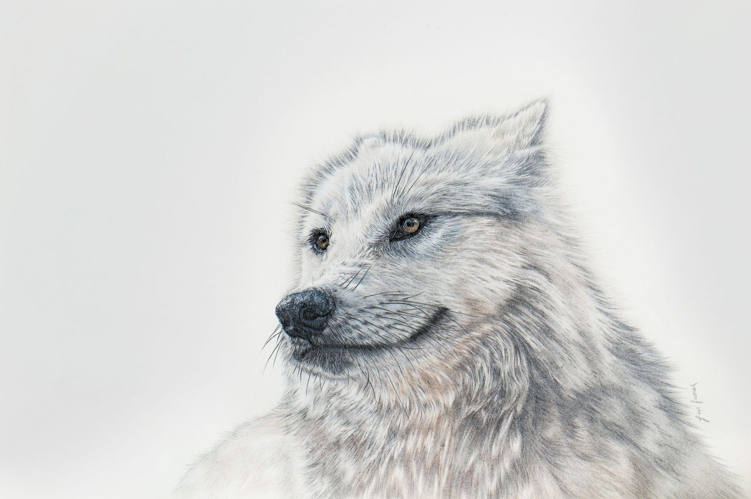 Four close-up profile views of an Arctic wolf's face showing its white fur and piercing blue eyes against a light background.