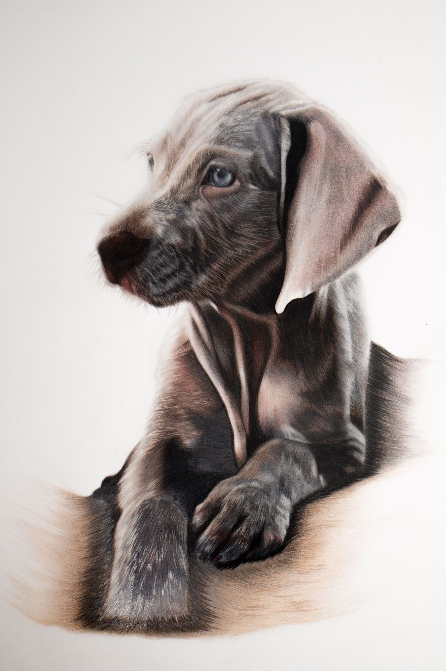 Close-up series of a black Labrador dog's profile showing expressive facial features against a white background.
