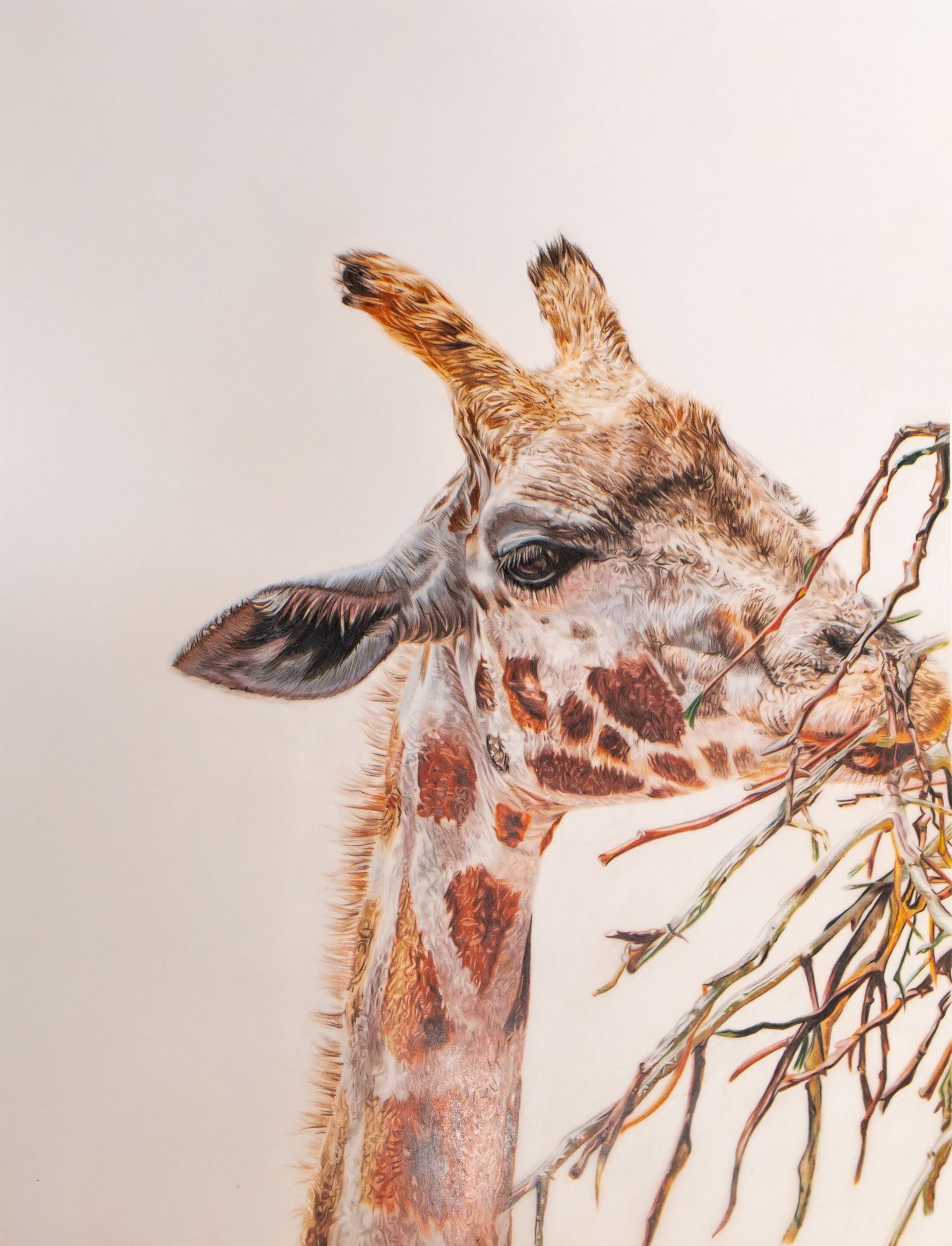 A close-up sequence of a giraffe eating leaves from tree branches shows its long tongue reaching for foliage.