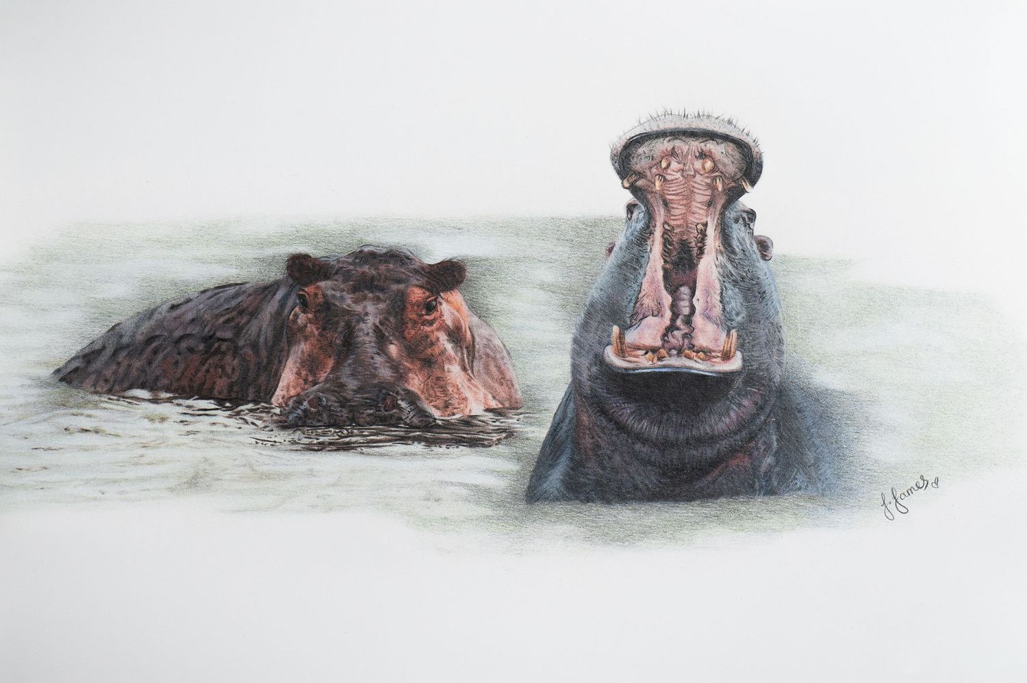A series of coloured pencil illustrations showing hippopotamuses in water with their heads emerging above the surface.