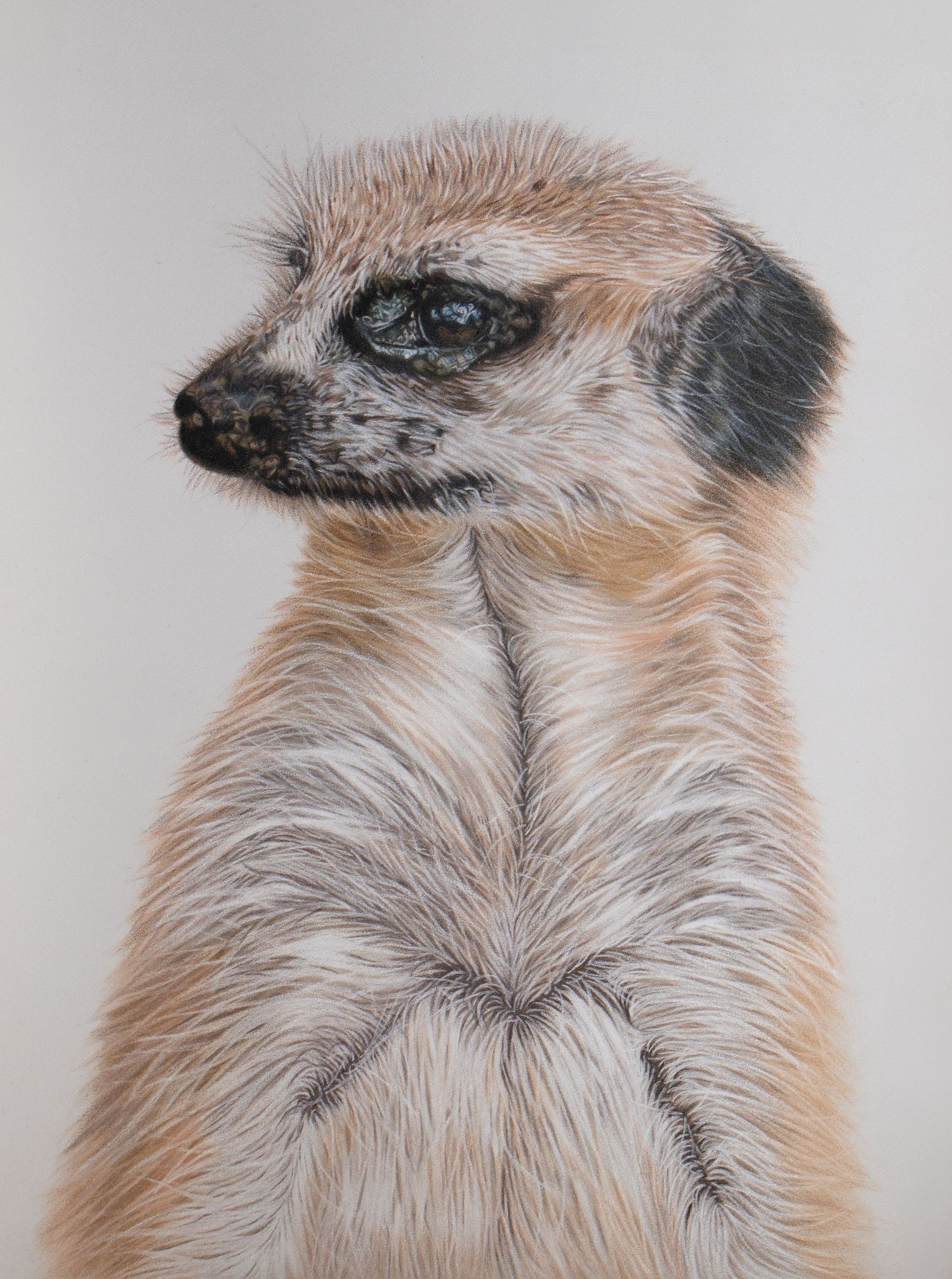 A series of four close-up meerkat profile portraits showing their distinctive facial features and fur patterns.
