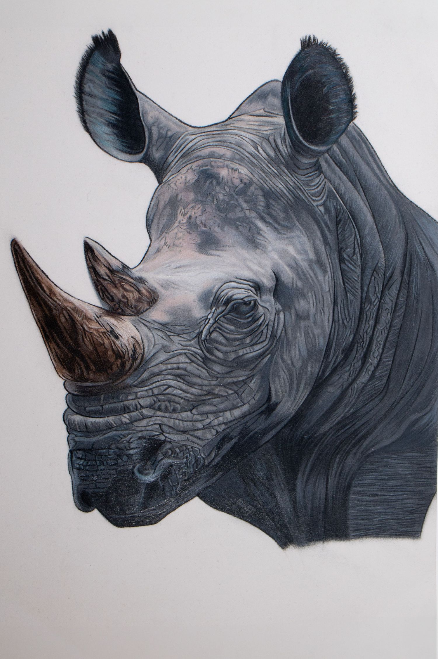 Four detailed profile views of a rhinoceros head portrait showing intricate textures and shadows against a light background. Adelaide, SA
