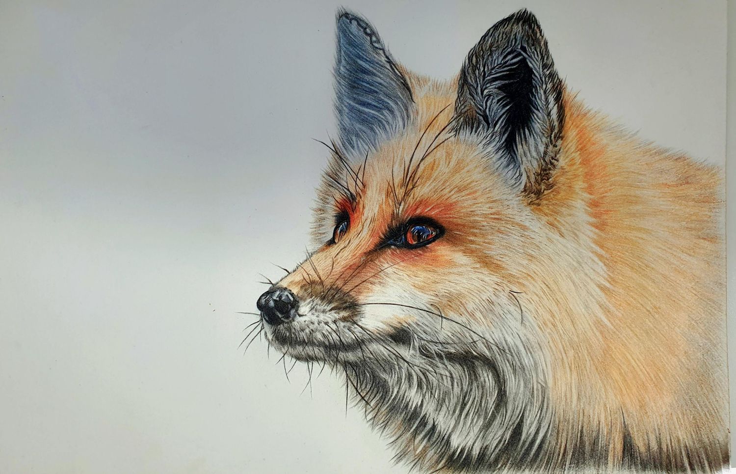 A series of five artistic fox portraits showing different angles and close-up views with vibrant orange fur details.