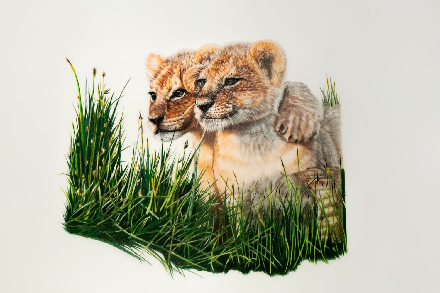 Lion cubs emerges from tall grass while hunting in its natural grassland habitat.