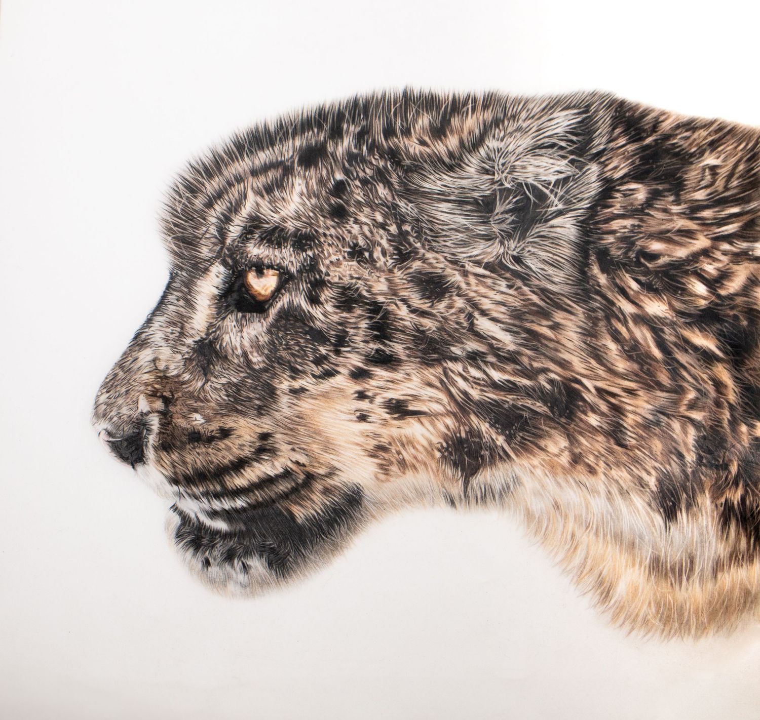 Close up view of a snow leopard's tail with distinctive black and white spotted fur pattern.