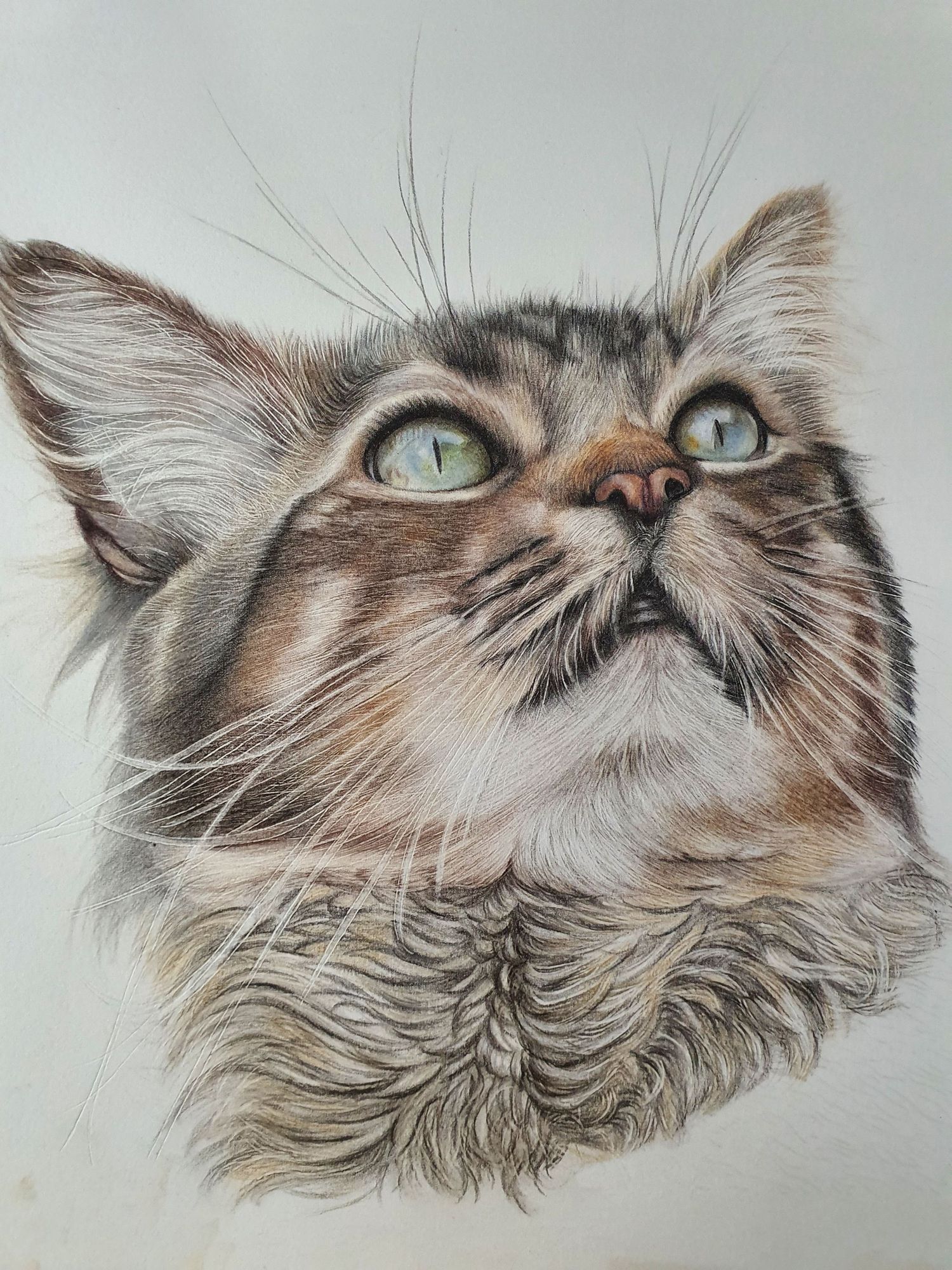 A detailed colored pencil drawing of a long-haired cat with striking blue eyes looking upward in a regal pose.