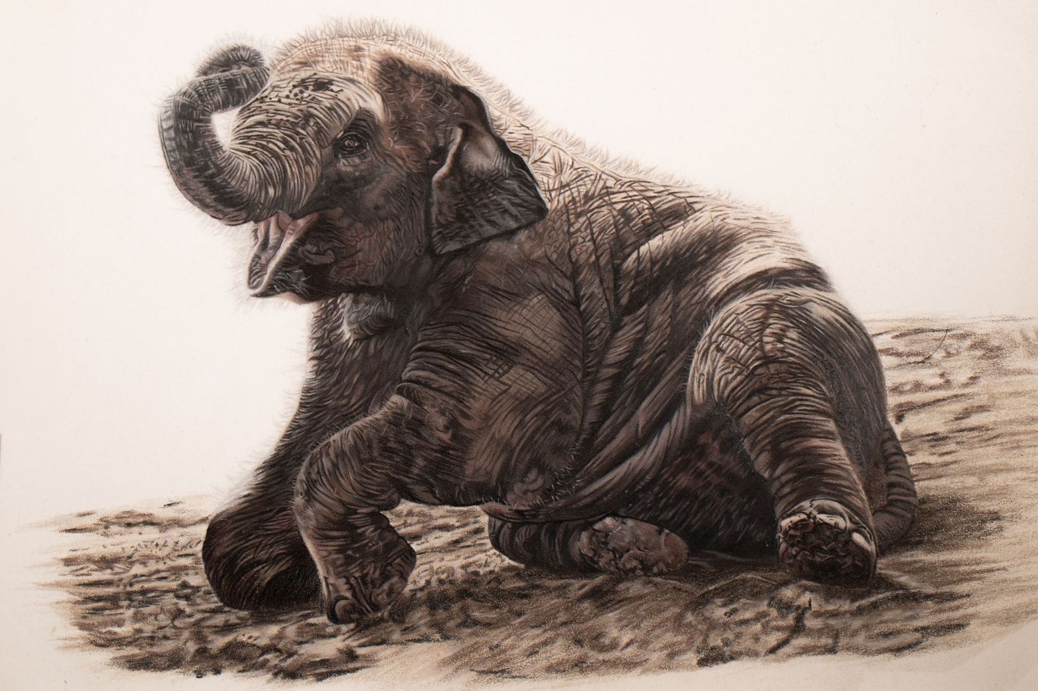 A series of sepia-toned sketches showing a grizzly bear in different resting positions on the ground.