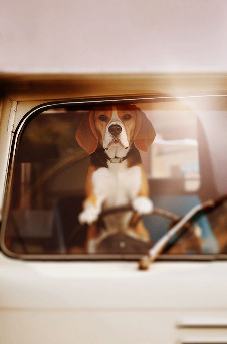 Basset hound sitting in campervan at the wheel, looks like dog is driving the vehicle but it is stationary.