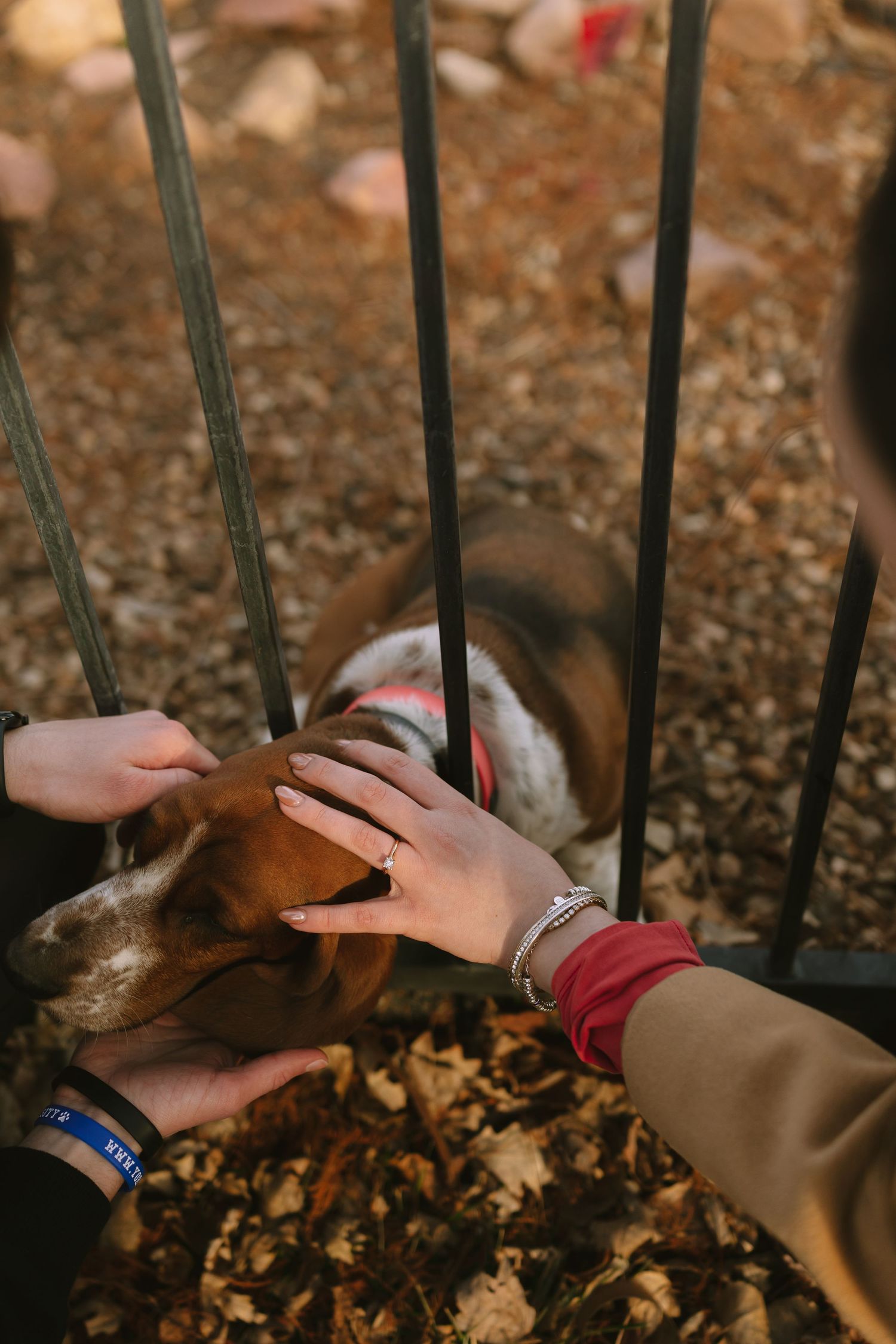 Two hands reach through fence bars to pet a friendly dog.