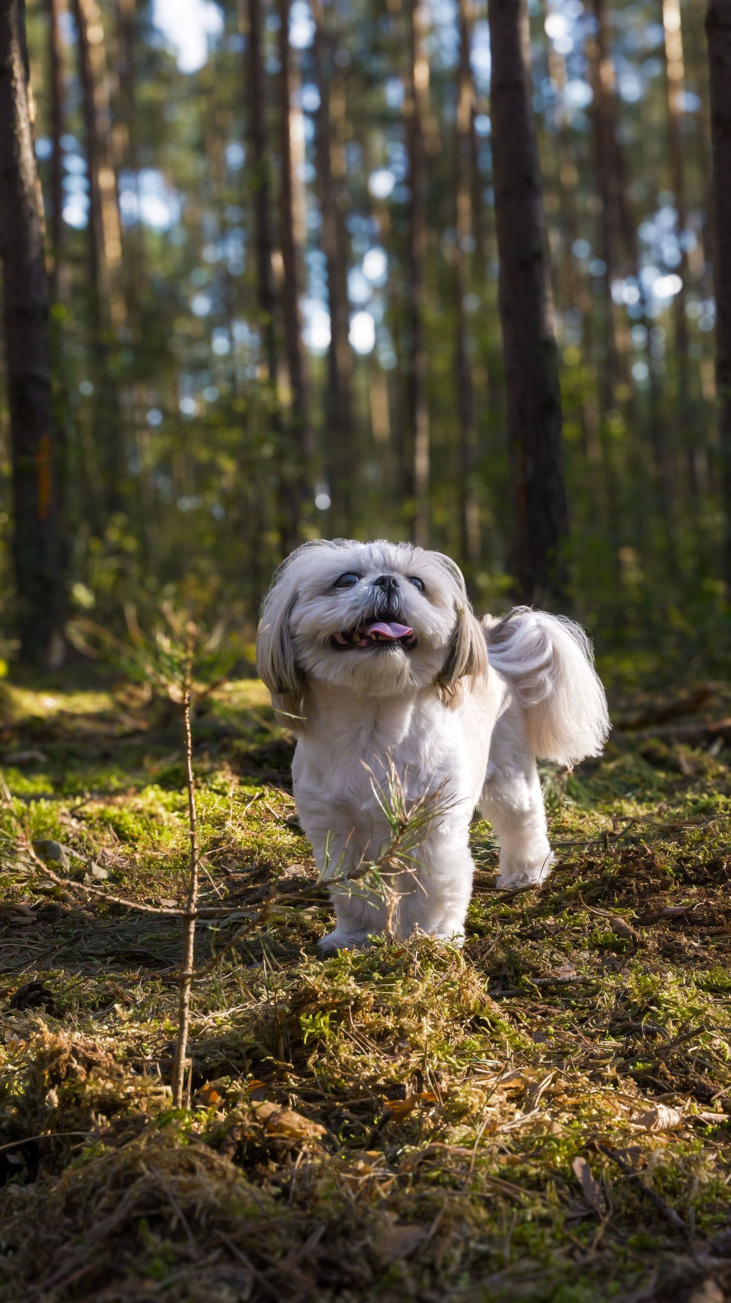 Small white fluffy dog walking through a sunlit forest with moss-covered ground.