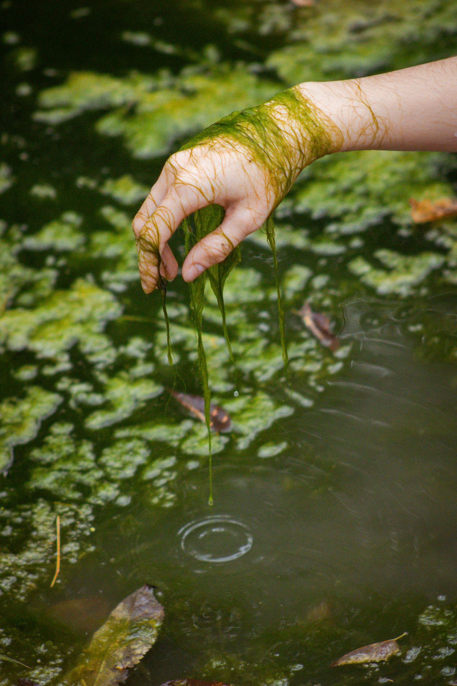 Hand dips a leaf into pond water creating concentric ripple patterns among floating lily pads.