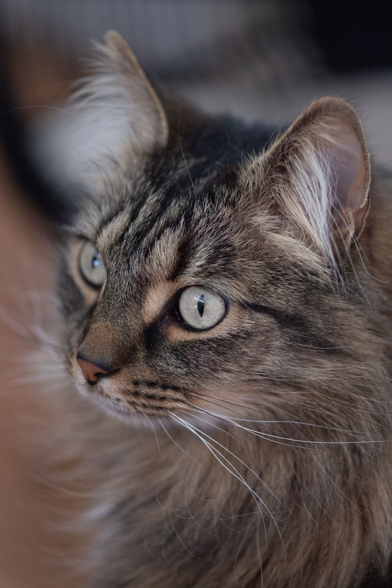 Close-up profile views of a long-haired brown cat with striking blue eyes shown from different angles.