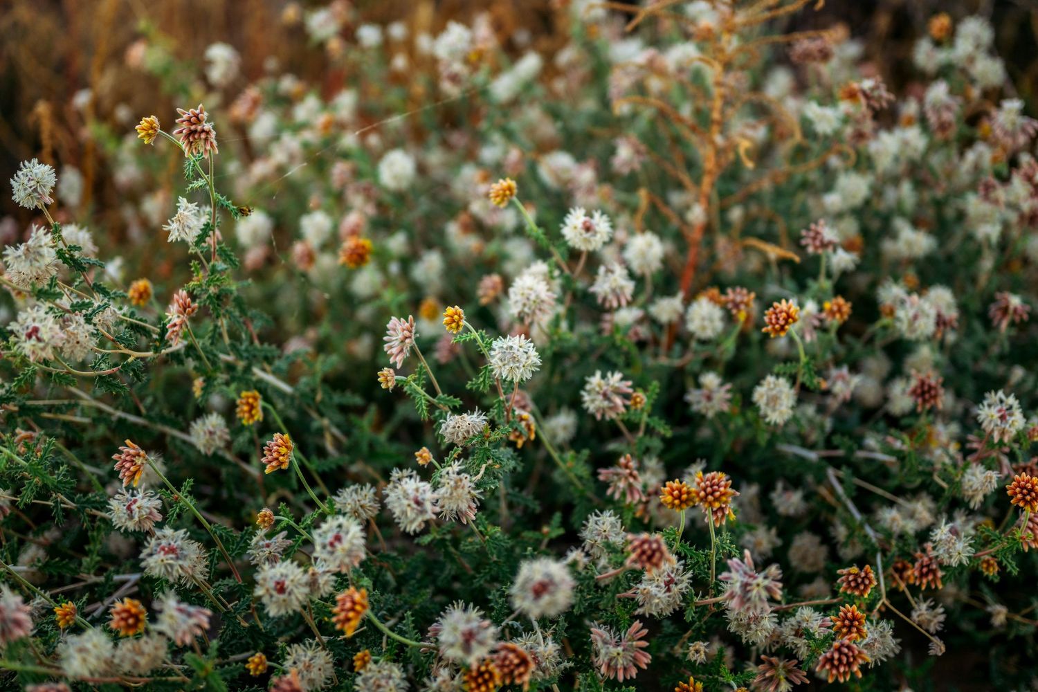 Delicate white and orange wildflowers bloom in a lush garden setting.