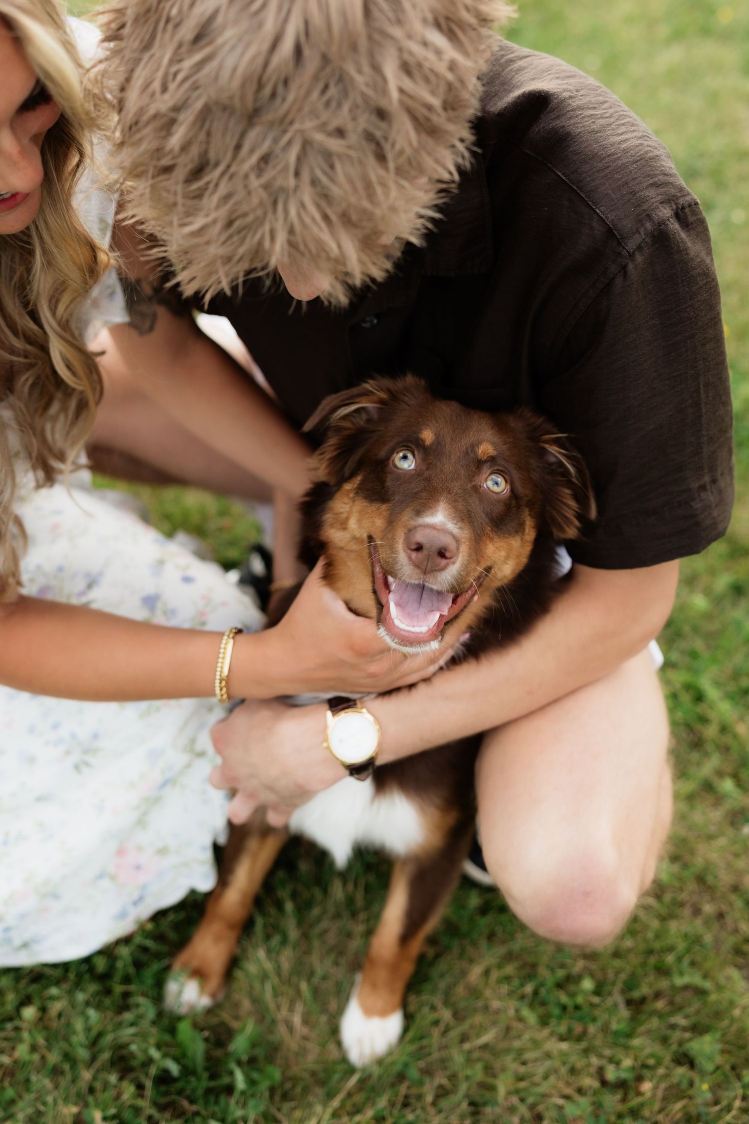 Close-up of a happy brown Australian Shepherd with blue eyes being held by a couple outdoors on grass.