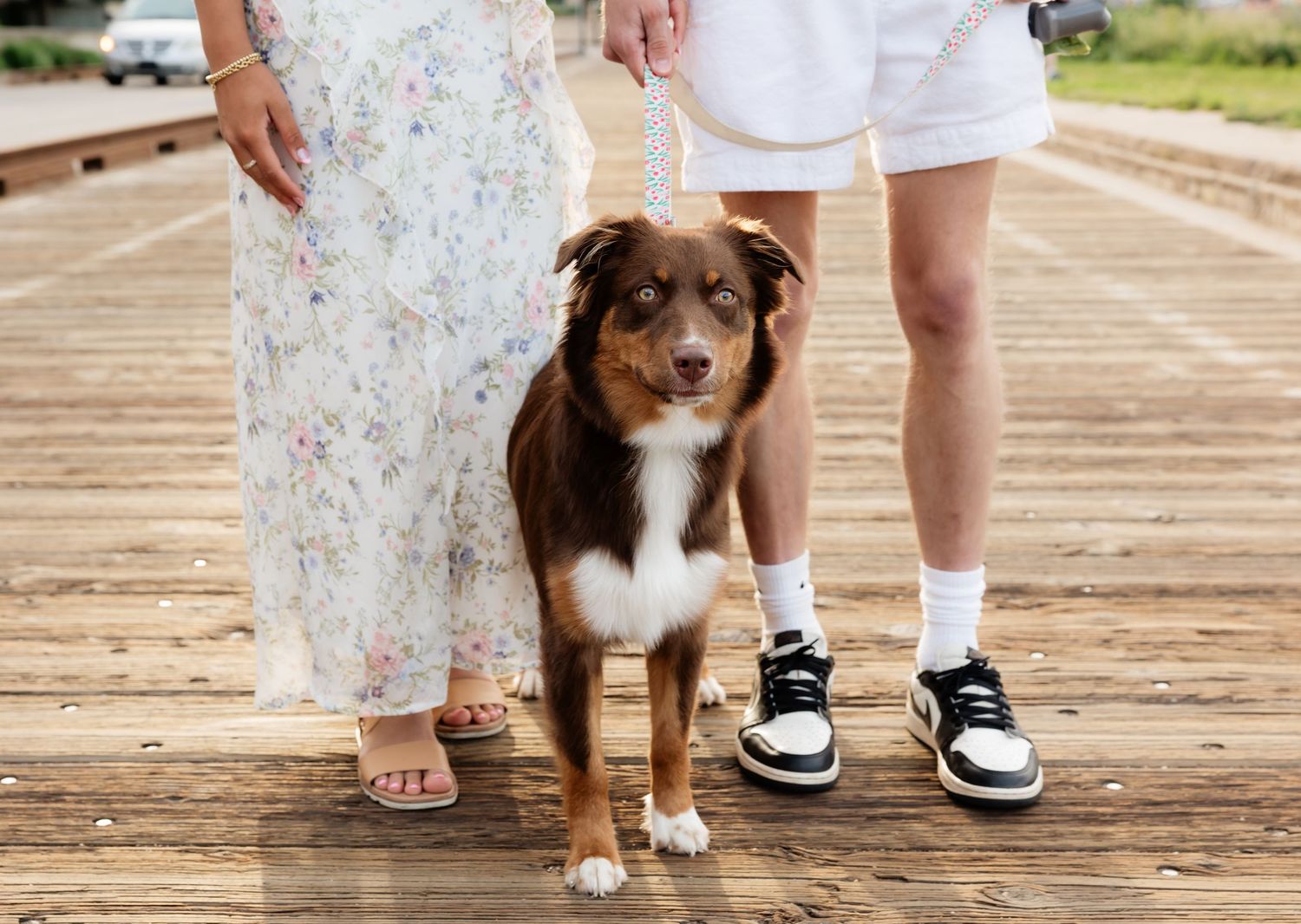 A brown and white Australian Shepherd dog on a leash stands on a wooden boardwalk between two people.