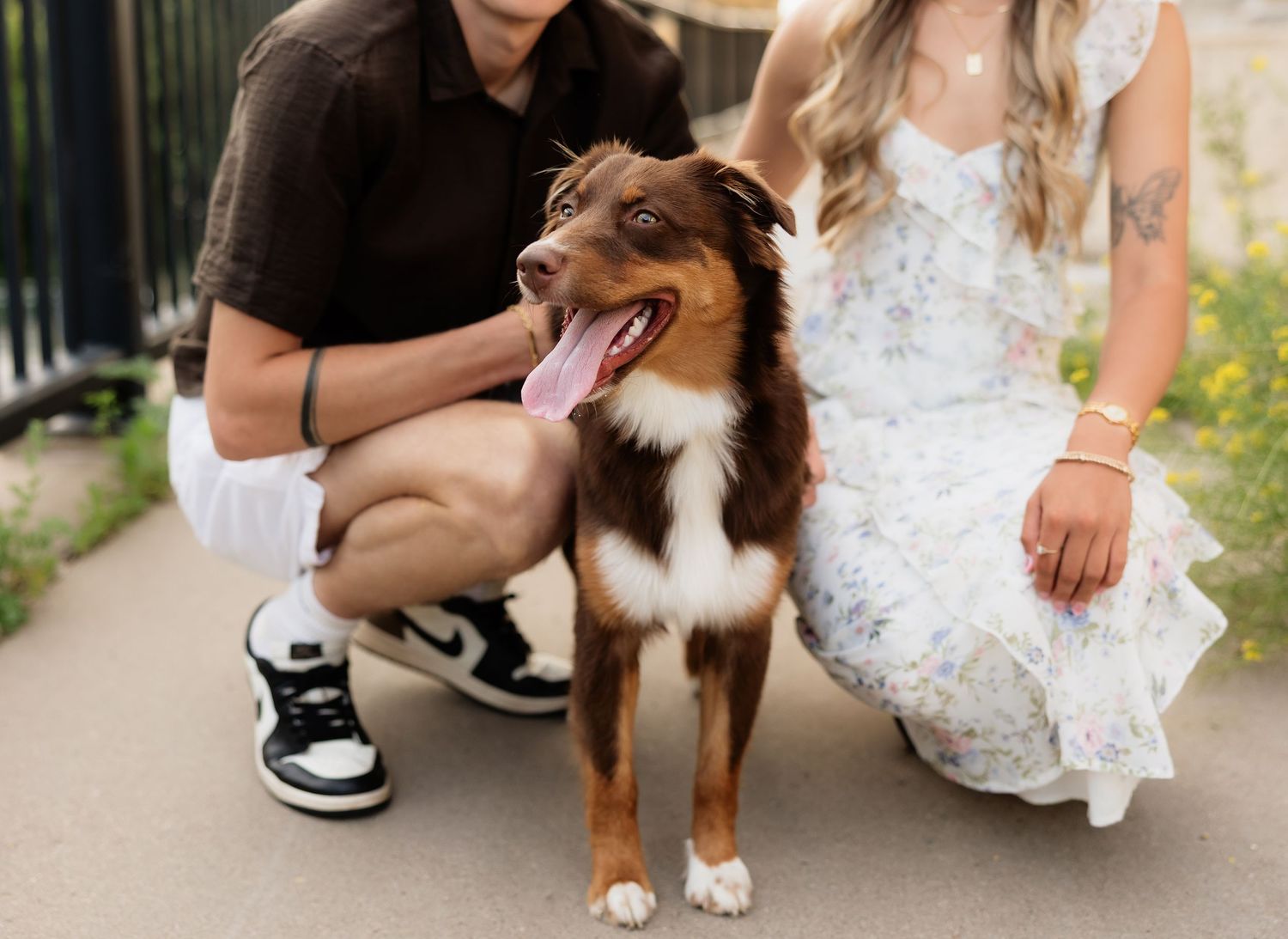 A happy brown Australian Shepherd dog poses with a couple outdoors, tongue out, on a sunny day.